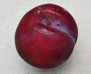 pflaume1-jpg