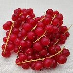 14-f3g_Rote_Johannisbeeren