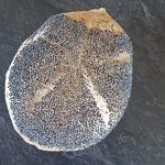 9_1j_Mohnbroetchen_Foto